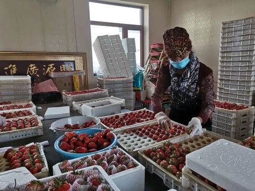 千金鄉(xiāng)草莓 春日的甜蜜饋贈，帶來新鮮水果零售新體驗